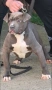 Американско Були Хл/American Bully XL , снимка 3