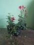 Комплект цветя , снимка 1 - Стайни растения - 45349840