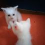 Бели котета търсят любящи стопани, снимка 4