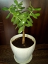 Красула-дървото на живота 50см.+голяма бяла керамична саксия с подложка , снимка 1