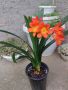Кливия, снимка 1 - Градински цветя и растения - 45313559