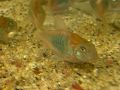 Коридорас Венецуела Ориндж / Corydoras Venezuela Orange, снимка 3