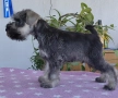 Мини шнауцер, женско Salt & Pepper , снимка 6