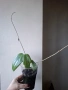 Хоя, hoya cinnamomifolia, снимка 4