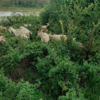 Провават се Овце, Кочове и  Чепишки  за Курбан Байрам, снимка 8 - Овце - 45698322