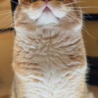 Шотландски правоухи и клепоухи котета, снимка 7 - Британска късокосместа - 45497812