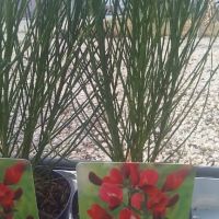 Цитизус - Налични 5 цвята , снимка 7 - Градински цветя и растения - 40810443