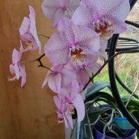 Продавам коллекция орхидеи!!!, снимка 6 - Стайни растения - 45529649