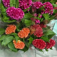 Целозия, снимка 2 - Градински цветя и растения - 45918929