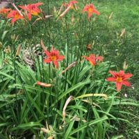 Оранжев хеморокалис , снимка 1 - Градински цветя и растения - 40699182