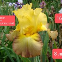 Ириси за продажба -2, снимка 17 - Градински цветя и растения - 45658492