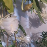 Бял ароматен Епифилум- вкоренен, снимка 2 - Стайни растения - 45263883