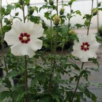 Продавам декоративни храсти Бял и Розов хибискус, снимка 9 - Градински цветя и растения - 45382974
