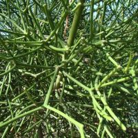 Euphorbia tirucalli Молив храст, снимка 4 - Стайни растения - 45741573