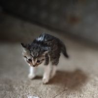 Adopt a cat Осинови коте, снимка 4 - Други - 45568361