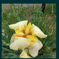 Висок Ирис / Перуника, снимка 2 - Градински цветя и растения - 45193909