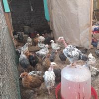 Продавам пилета на различна възраст, ваксинирани, дадено всичко необходимо , снимка 3 - Кокошки и пуйки - 45494079