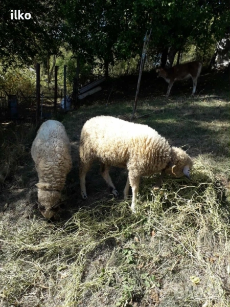 продавам две шилета , снимка 1