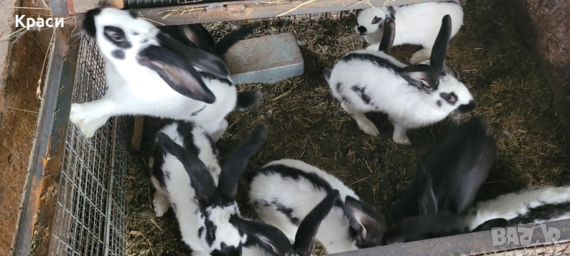 Зайци , снимка 1