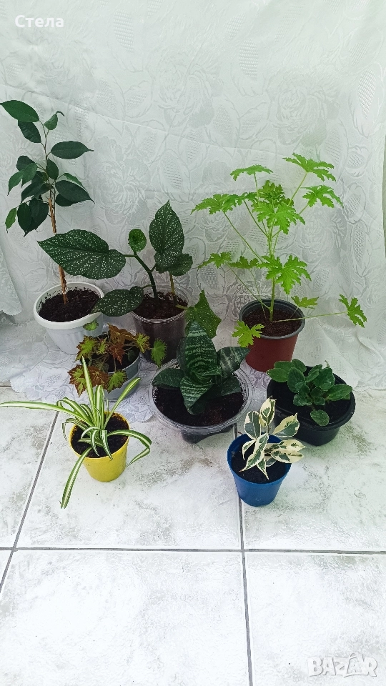 комплект цветя, Аглаонема, Бенджамин и други стайни растения , снимка 1