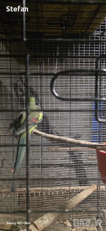 Планински папагал, снимка 1