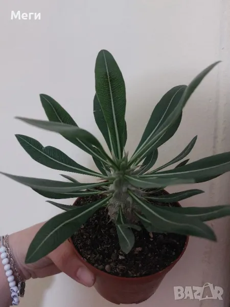 Продавам мадагаскарска палма (pachypodium horombense), снимка 1