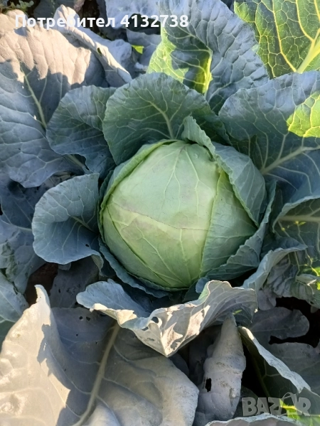 зеле кьосе, снимка 1