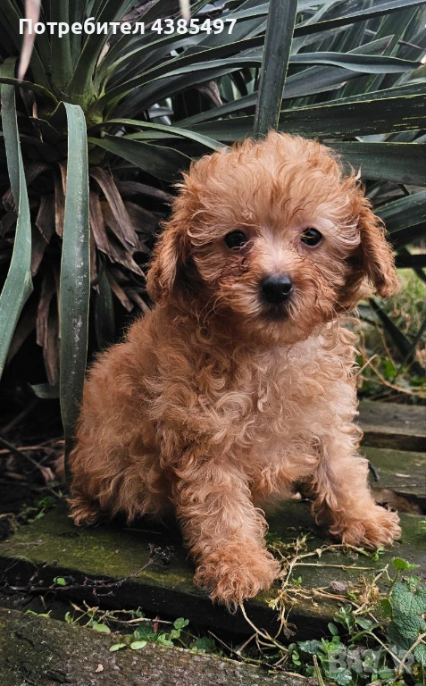 Кученца Пудел мъжко, снимка 1