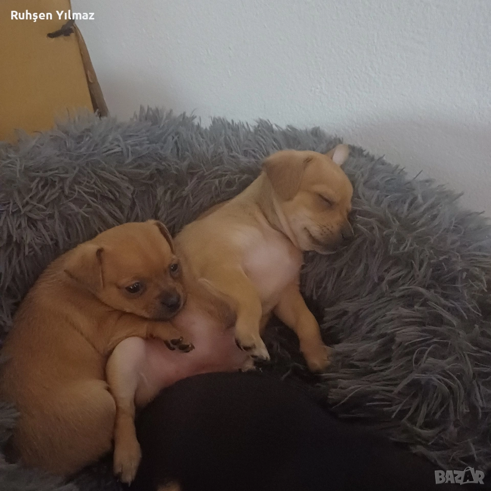 продавам 4 броя Пинчери 3 женски 1мъжко . На 40 дена са чакат новите си стопани , снимка 1