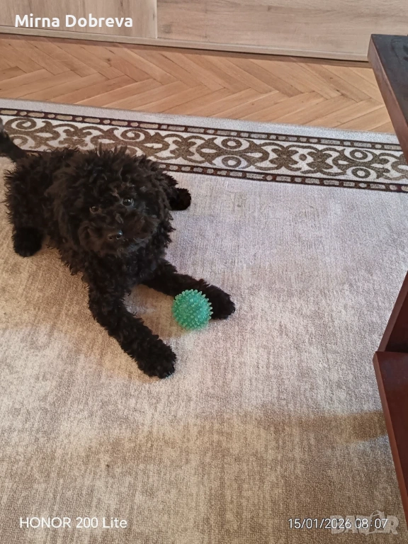 Pudel Toy , снимка 1