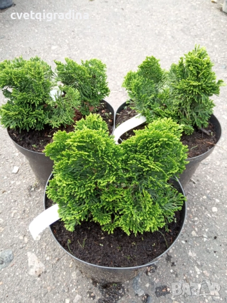 Chamaecyparis Nana Gracilis(Хамеципарис Хинок, снимка 1
