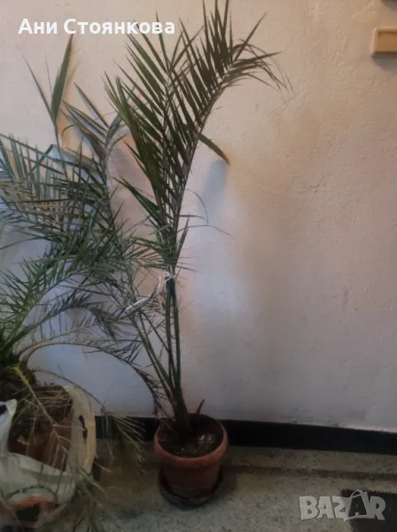 Финикова палма, снимка 1