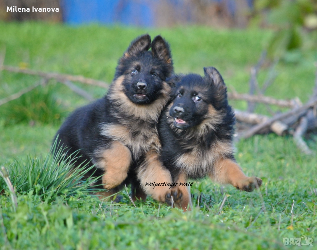 Мъжки немски овчарки с ДЪЛЪГ косъм , снимка 1