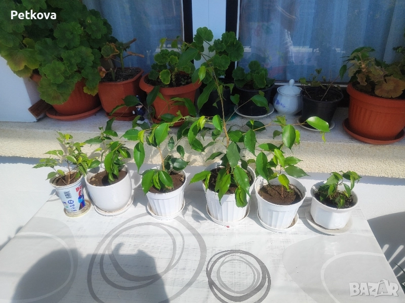 Бенджамини, снимка 1