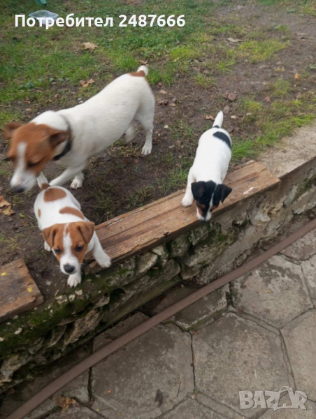 Джак Ръсел териер , снимка 1