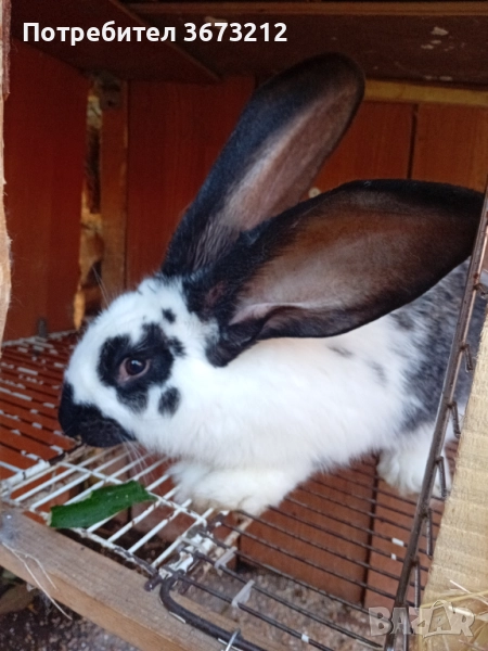 Продавам женски заек на 6 месеца , снимка 1