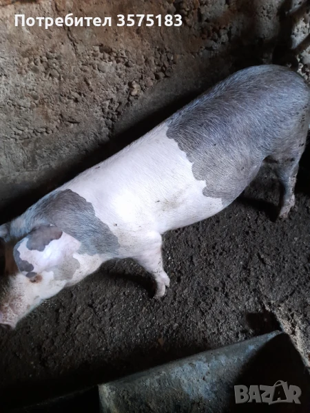 Продавам добро прасе , снимка 1