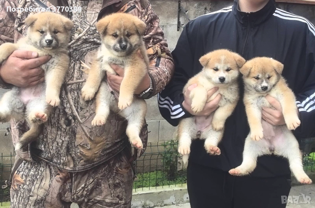 Акита Ину, снимка 1