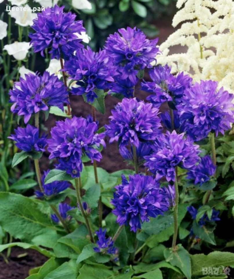 Три вида кампанула камбанка, гломерата и пирамидалис , снимка 1