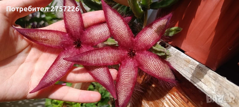 Stapelia hirsuta, снимка 1