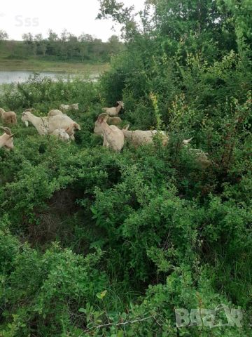Провават се Овце, Кочове и  Чепишки  за Курбан Байрам, снимка 8 - Овце - 45698322