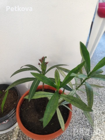 зокуми(олеандър), снимка 7 - Стайни растения - 50961931