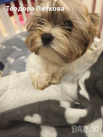 мини йоркширски териер , снимка 7 - Йоркширски териер - 53647825