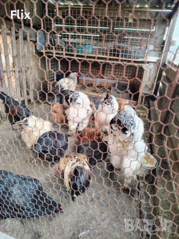 разплодни яйца , снимка 12 - Кокошки и пуйки - 54055847