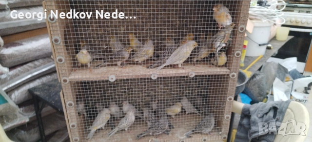 Продавам канари , снимка 2 - Канари - 52756202