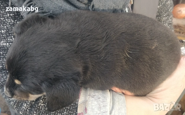 Две малки бонбончета си търсят любящ стопанин, снимка 4 - Други - 53614685