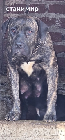 Преса Канарио / Дого Канарио , снимка 10 - Други - 41585132