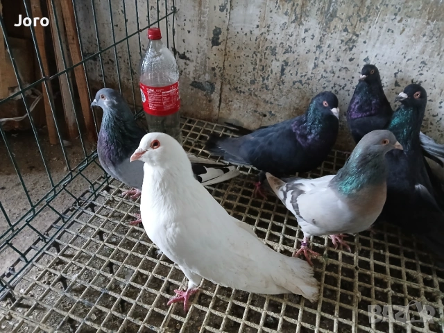 Римски гълъби , снимка 3 - Гълъби - 53519102