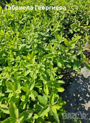 майска боровинка , снимка 4 - Градински цветя и растения - 50588962