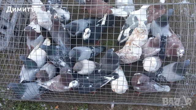 Продавам гълъби Пощенски и храначи 2.50 евро , снимка 3 - Гълъби - 53144100
